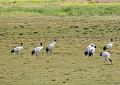 Black Necked Cranes